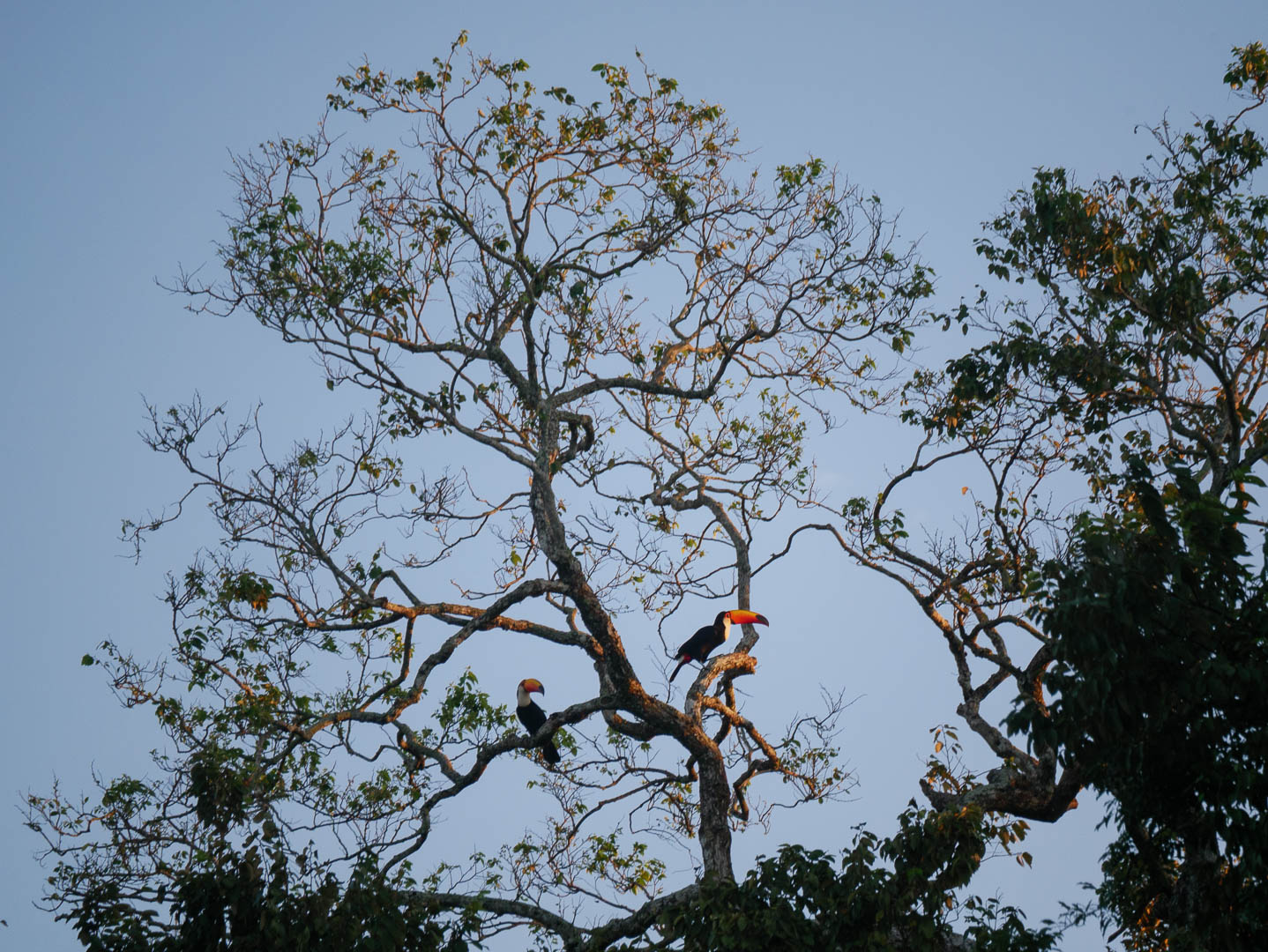 L'isla del Sol et la Pampa amazonienne