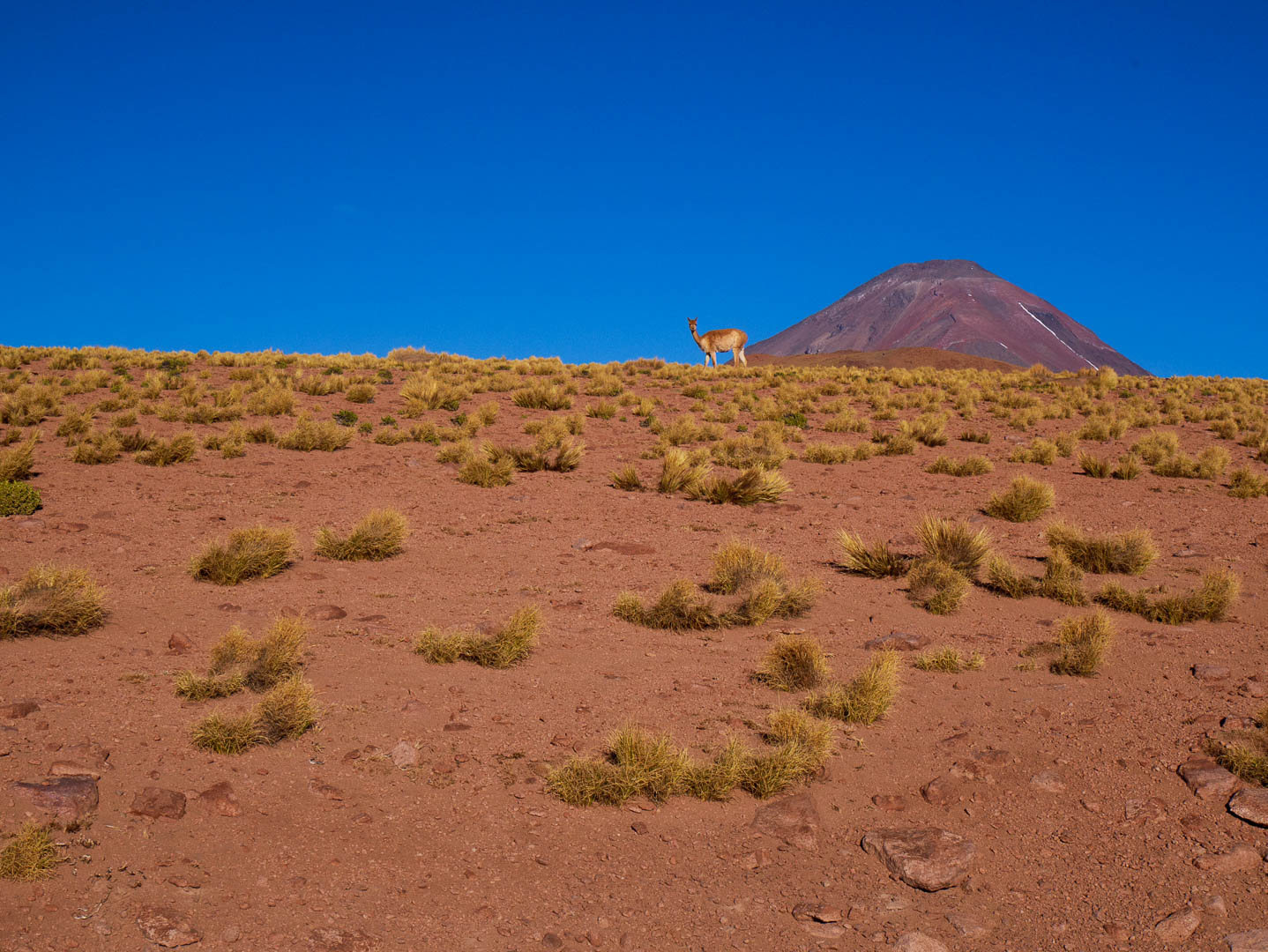 Atacama--7-sur-31-